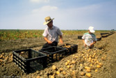 Netherlands. Selecting potatoes by hand.