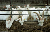 Netherlands. Goatfarm.