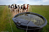 Netherlands. Cows at water bowl.