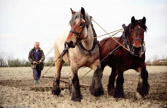 Netherlands. A farmer is ploughing his field the traditional way to keep his horses in a good shape.