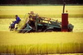 Netherlands. Harvesting of flax