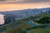 Switzerland. The famous vineyards of Lavaux.