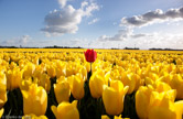 Netherlands. Field of tulips.